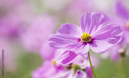 cosmos flowers in pink color