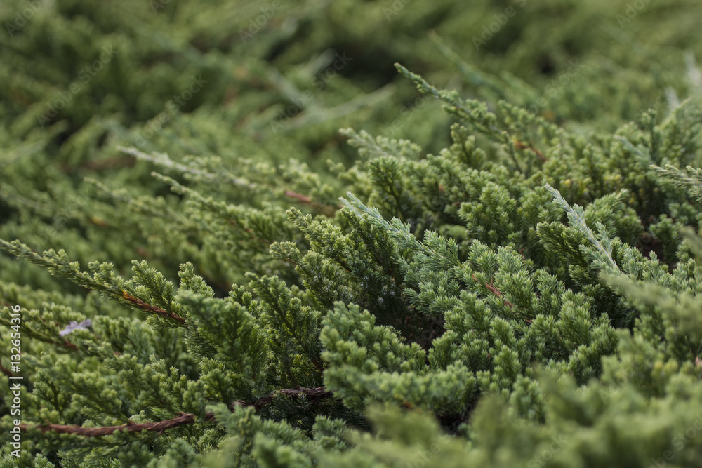 Green Pine pattern Green Pine pattern