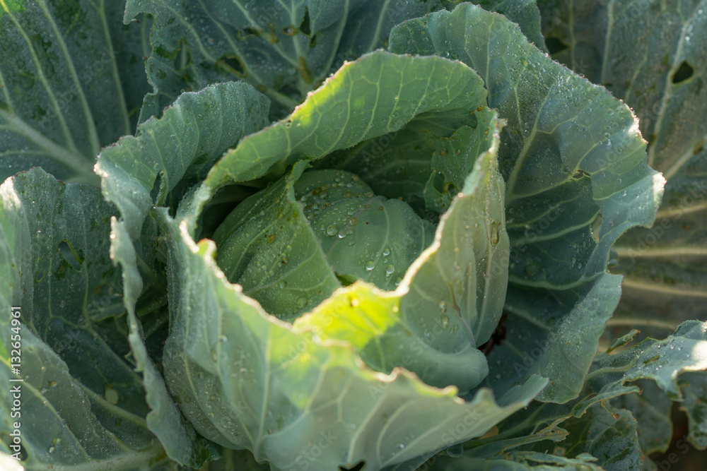 Obraz premium cabbage
