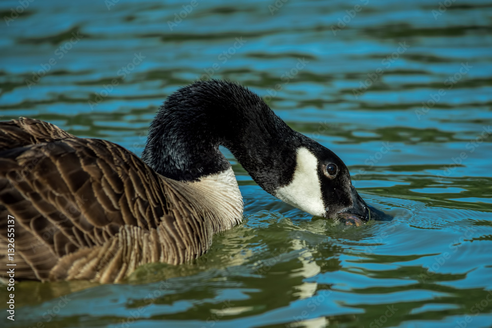 Obraz premium Canada Geese