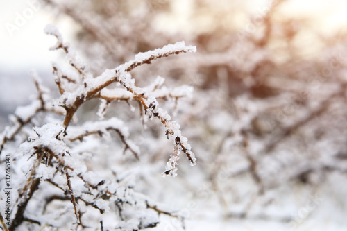 Frozen Branches