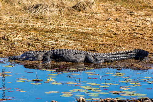 Autumn Alligator