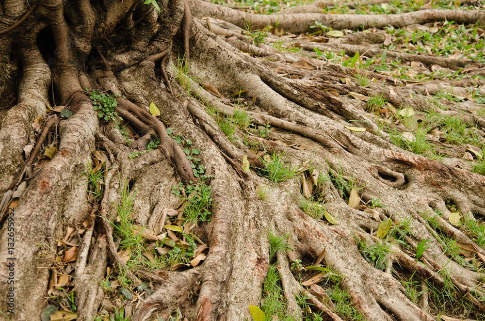 Texture of Tree Roots. Texture of Tree Roots.
