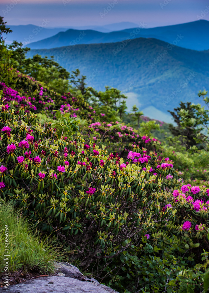 Obraz premium Rhododendron Blooms in Blue Ridge Mountains