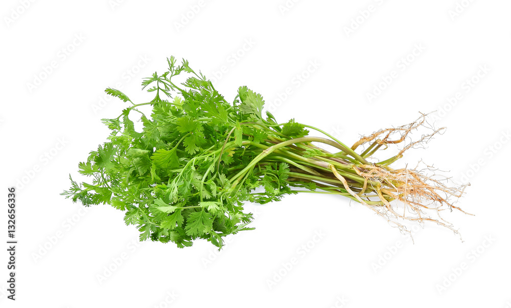 Coriander. Pile of fresh coriander leaves with root isolated on Coriander. Pile of fresh coriander leaves with root isolated on