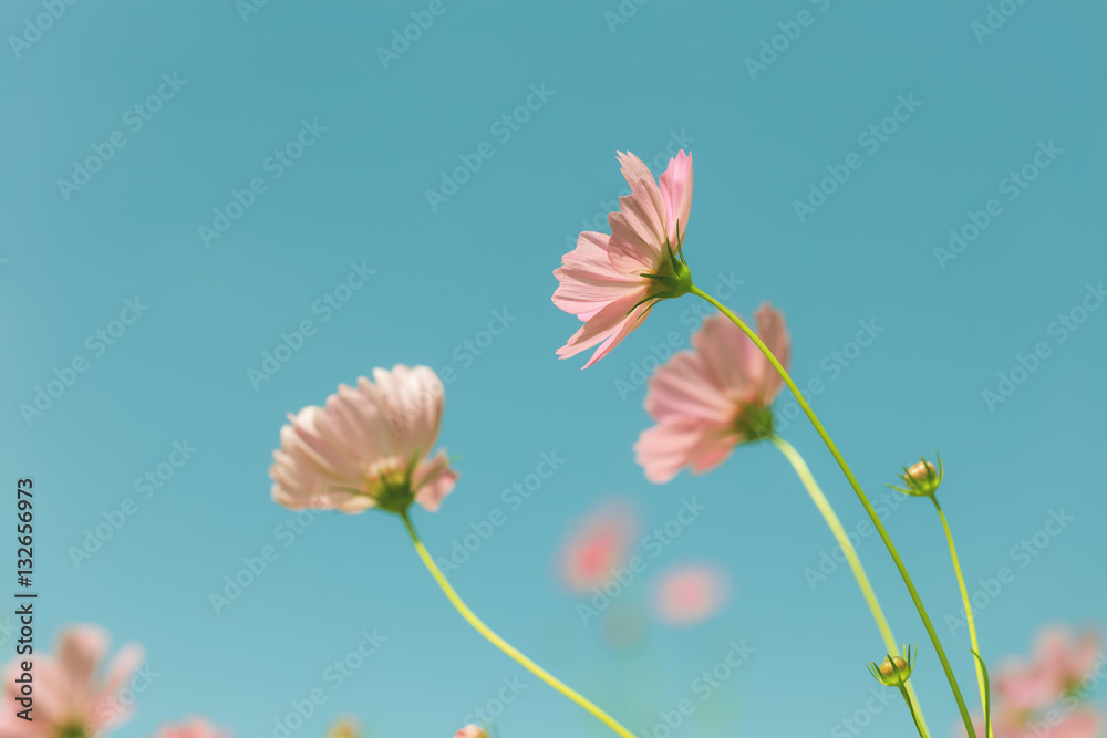 Obraz premium pink cosmos