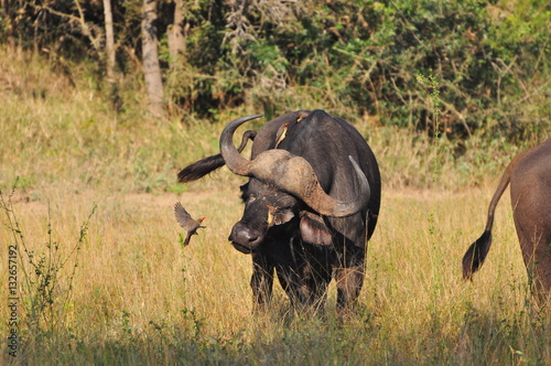 Buffalo and Ox-picker photo