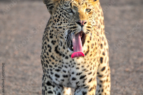Leopard yawning closeup