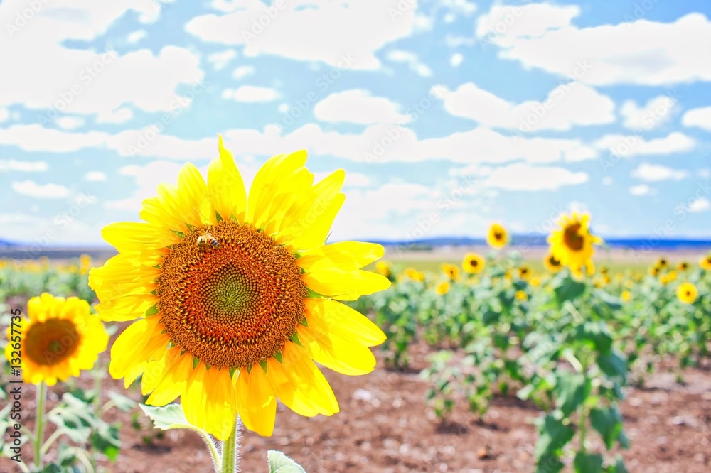 Obraz premium Sunflowers in Sunflower Field, Queensland, Australia