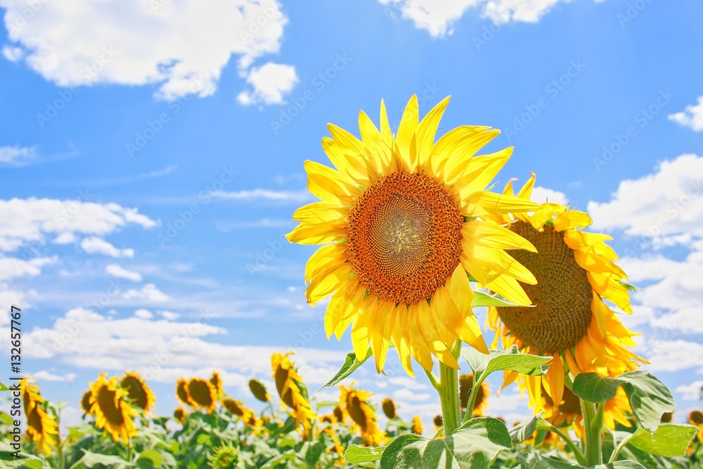 Obraz premium Sunflowers in Sunflower Field, Queensland, Australia