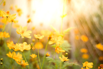 Papier peint photo Établissements de soins Fleurs jaunes au coucher de soleil  © yoshed