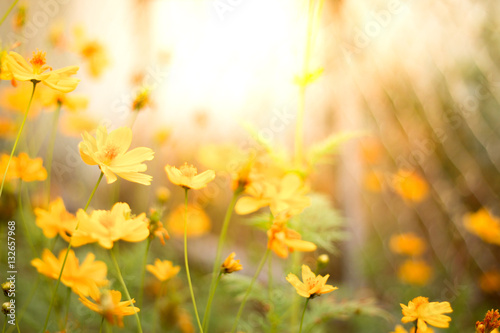 Fototapeta Naklejka Na Ścianę i Meble -  yellow flowers sunset background