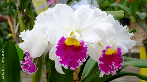 beautiful orchid in the garden © piyagoon