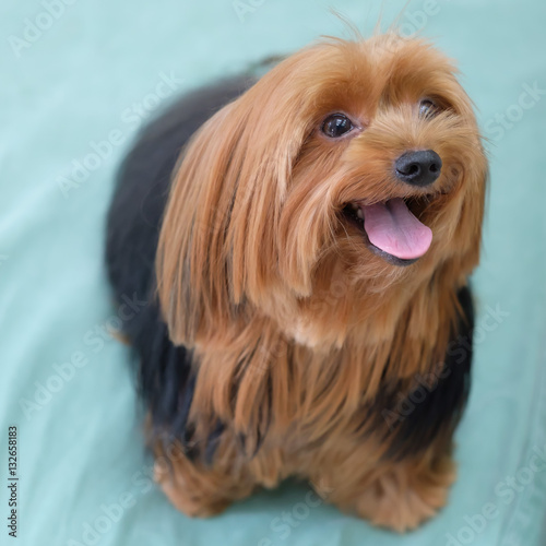 Yorkshire Terrier sitting on the bed