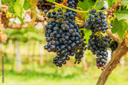  large bunches of red wine grapes hang from a vine, warm backgro