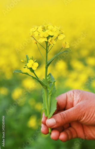 Hand holding mustard flowers