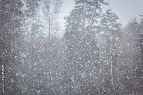 Close up of falling snow flakes on forest background