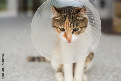 Fényképezés little cat with Elizabethan collar