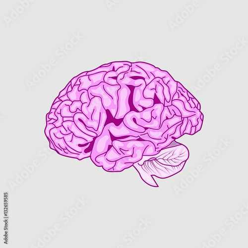Detailed Human Brain ,vector  