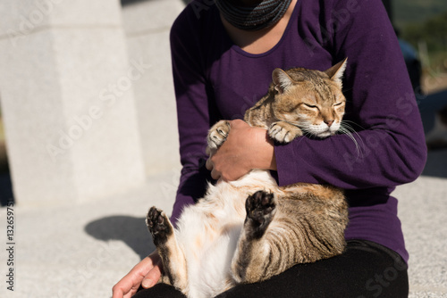 Fototapeta Naklejka Na Ścianę i Meble -  fat tabby cat