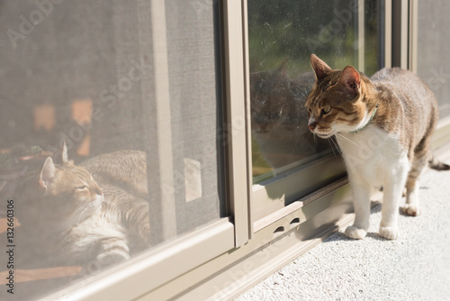 Fototapeta Naklejka Na Ścianę i Meble -  tabby cat meet another