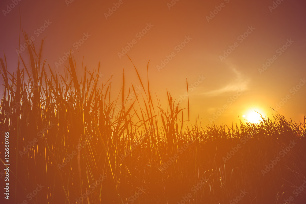 Meadow in the evening before sunset silhouette. Meadow in the evening before sunset silhouette.
