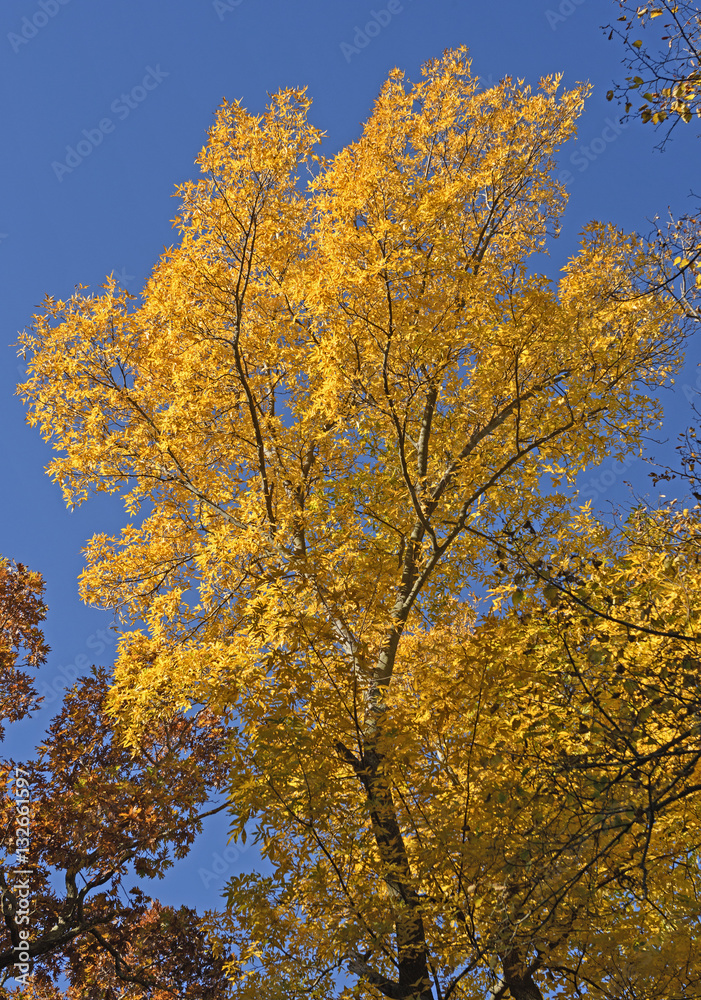 Yellow Tree in the Fall
