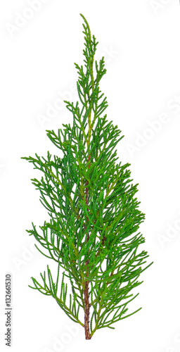 pine tree isolated on white background