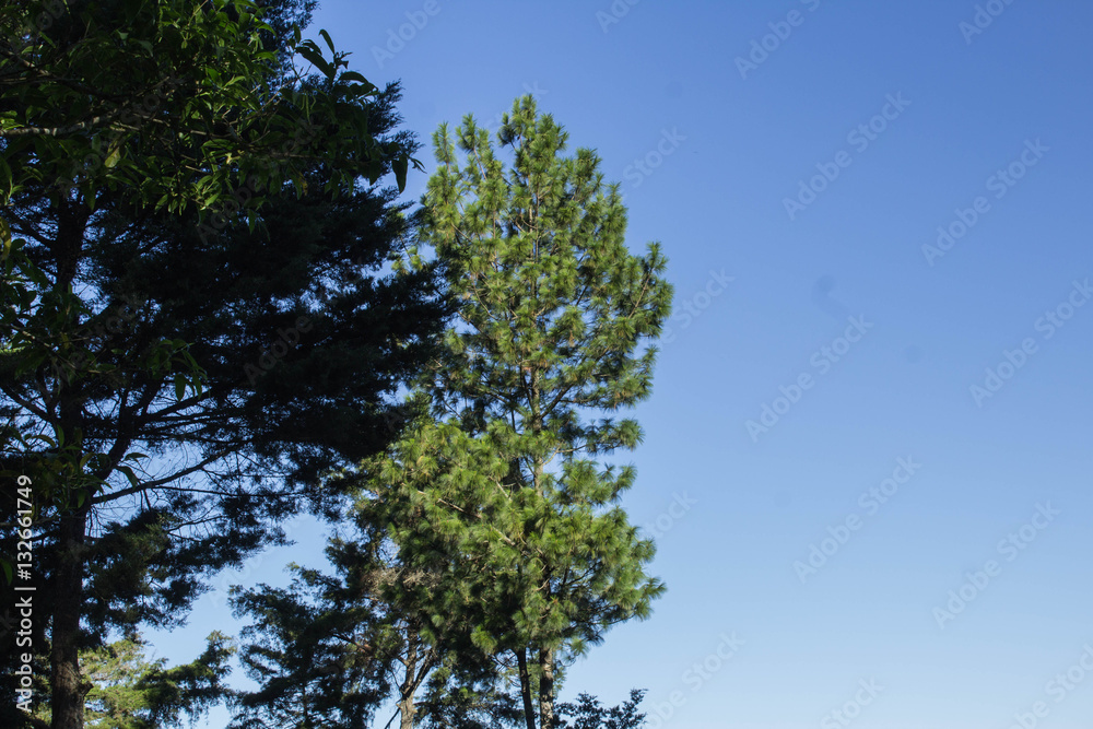 Fototapeta premium Árboles con el cielo a la derecha