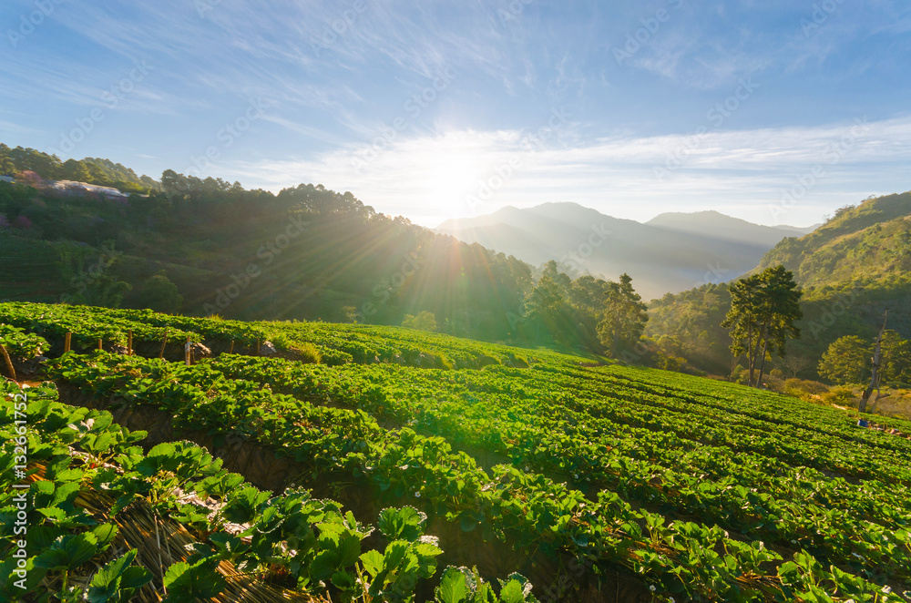 Strawberry field and sunshine in morning at doi angkhang chiang mai thailand