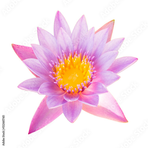 Full bloom lotus flower isolated on white background