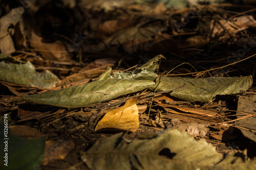 Dos hojas secas en el suelo