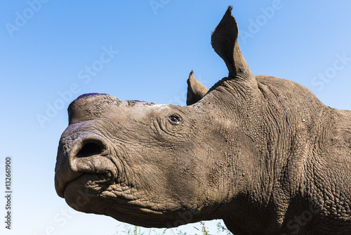 White Rhino with its horns removed to prevent poaching