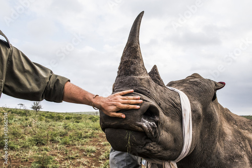 White rhino capture and dehorning, KwaZulu Natal, South Africa