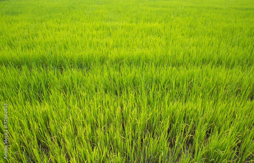 rice plant in rice field background
