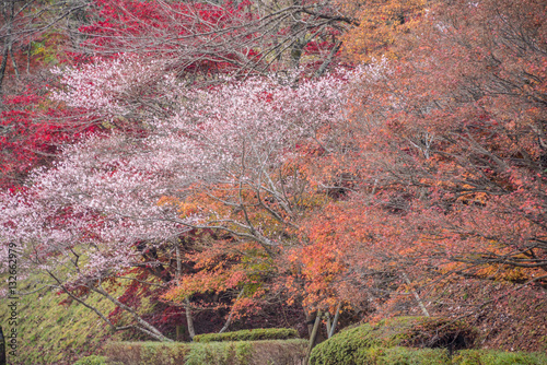 Shikizakura blossom in Autumn photo