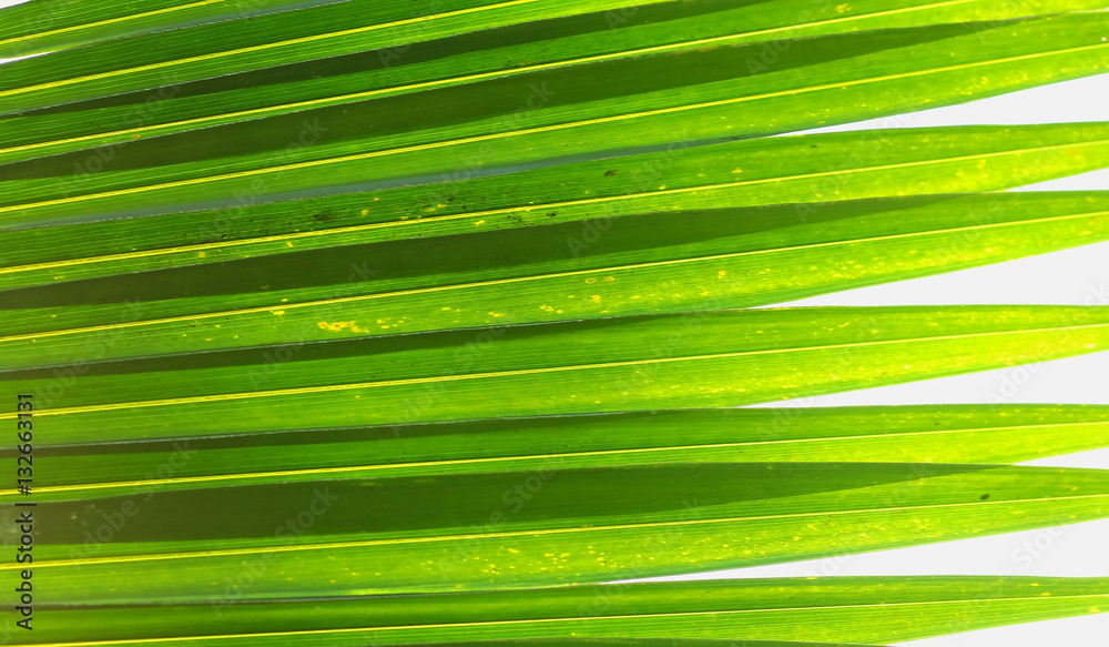 Palm tree branch against the light Palm tree branch against the light