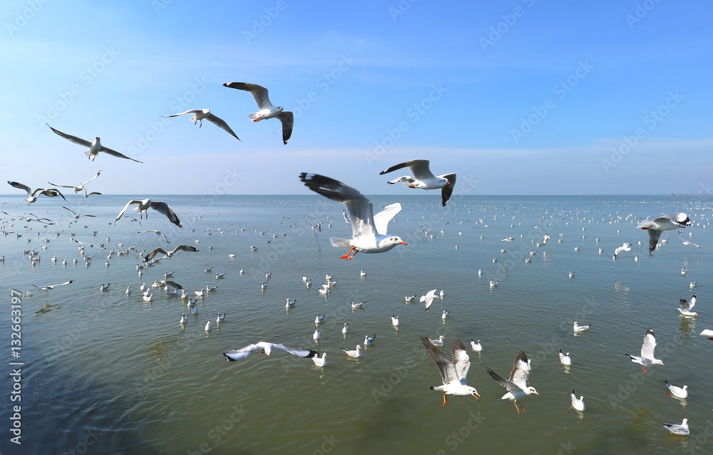 swarm of sea gulls flying close to the beach of an island, thailand