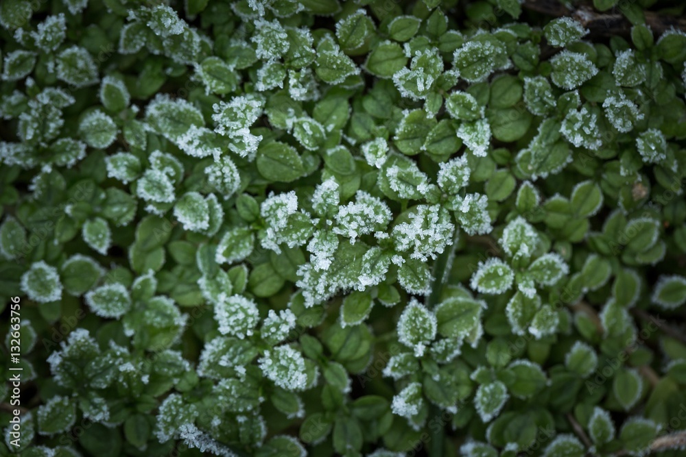 Green small plants with rime Green small plants with rime