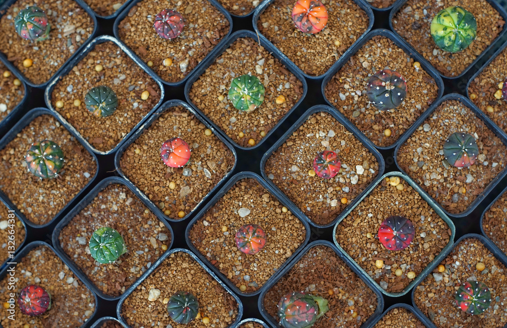 The image on the cactus plant in a small pot. The image on the cactus plant in a small pot.