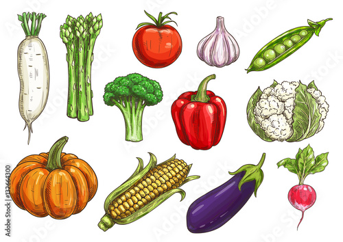 Fresh vegetable sketches for food theme design