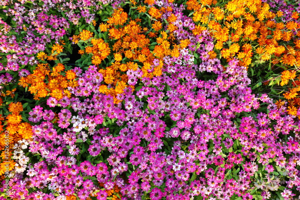 beautiful many kind of pink yellow orange flower garden background top view 