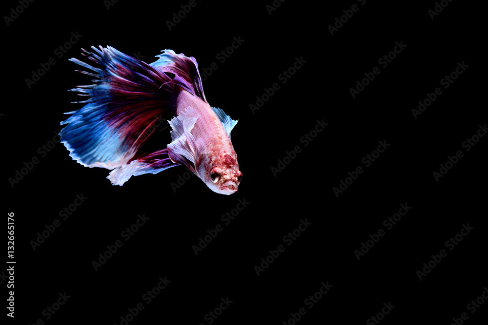 Obraz premium Siamese fighting fish background