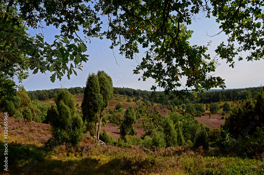 Heidelandschaft Heidelandschaft