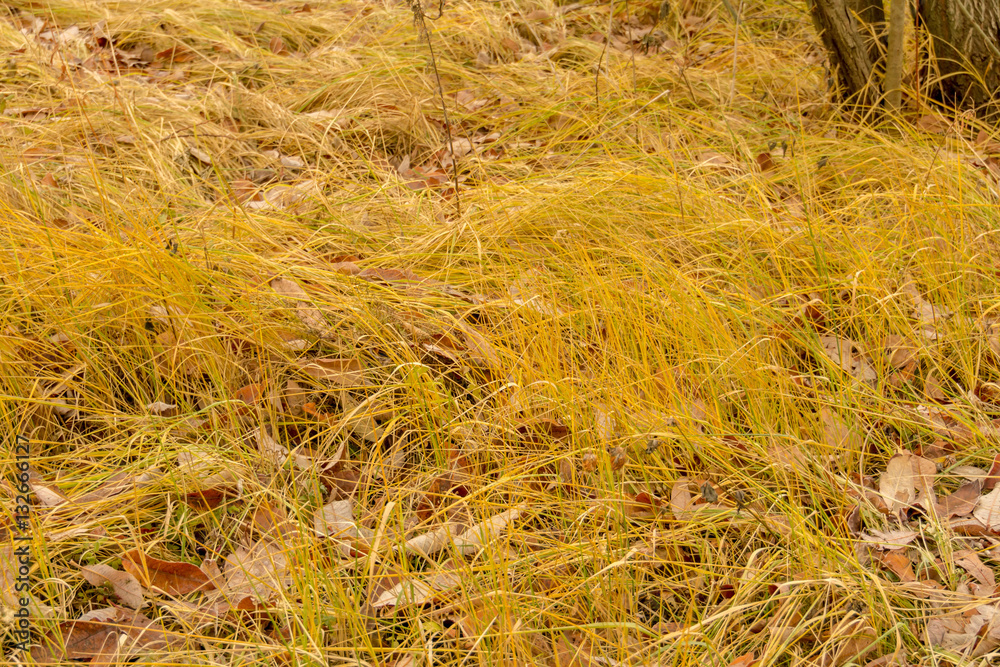 Fall Leaves Background Fall Leaves Background