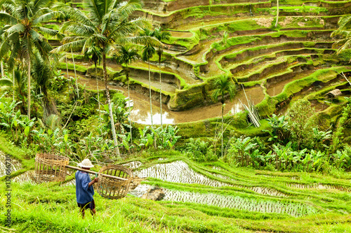 bali Rice fields ubud indonesia photo