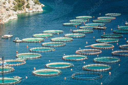 Fish farm in the sea
