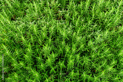 Texture of Green Plant