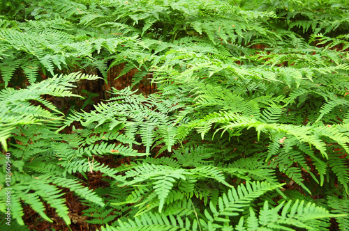 Fotografie Fern bracken leaves