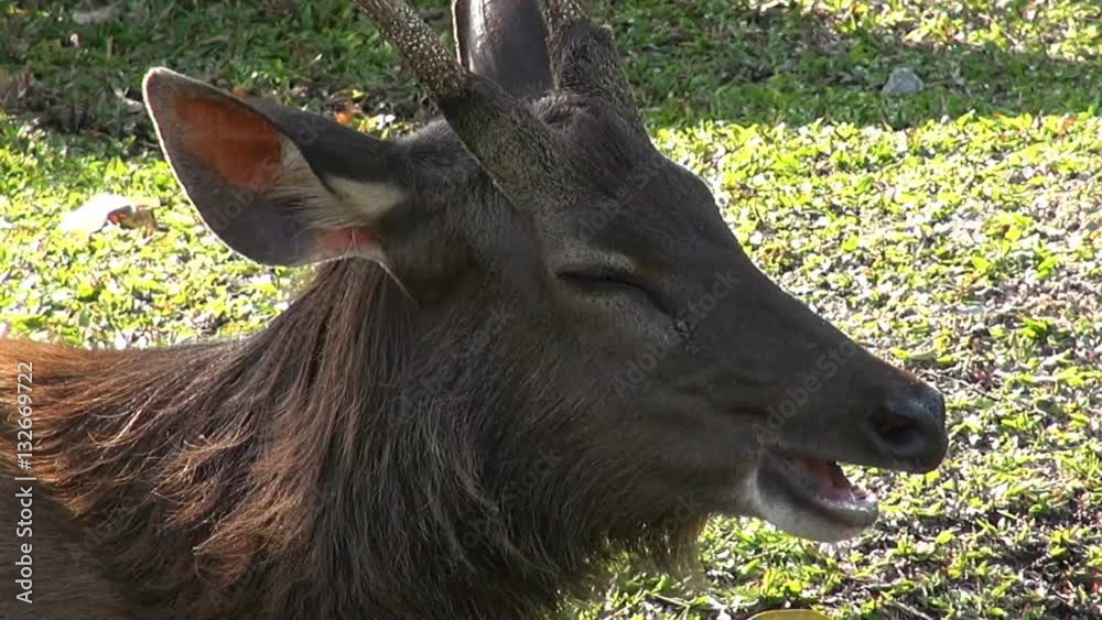 Genus Rusa A buck chews the cud. Sambar Dear (Rusa unicolor) (also spelled sambur ...